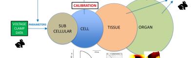 Multi-Scale Cardiac Electrophysiological Modeling